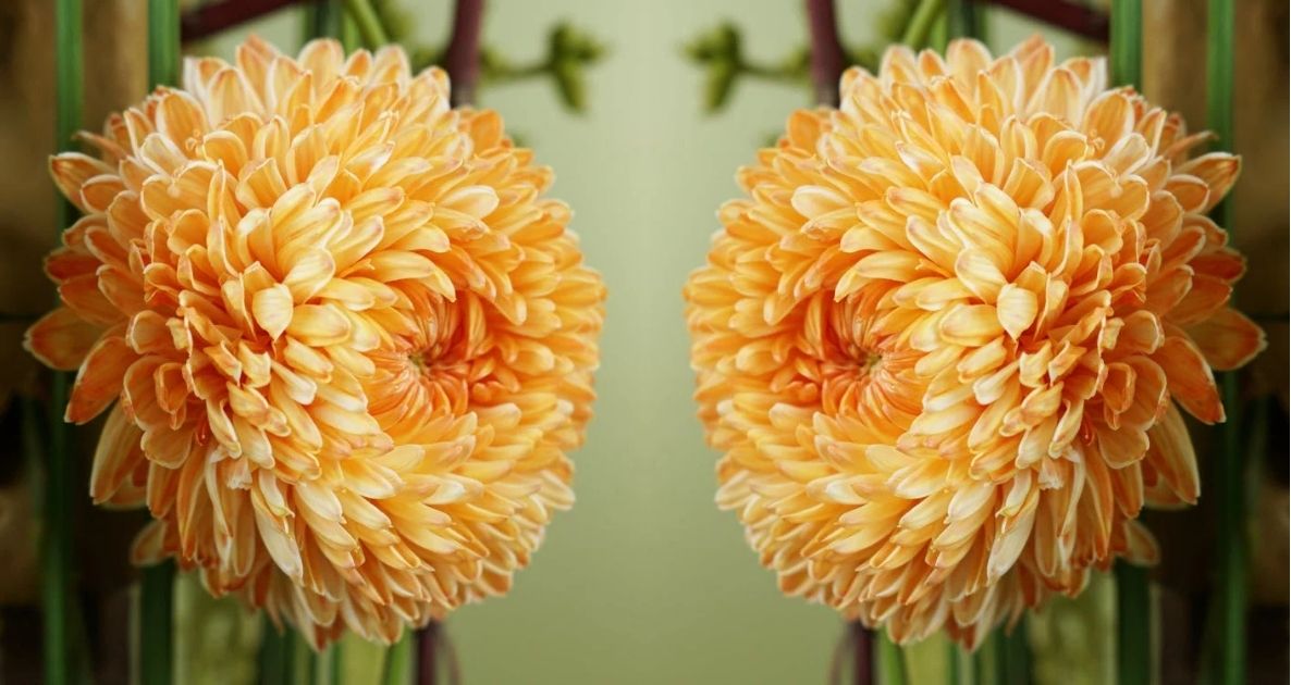 Two orange chrysanthemum blooms facing each other across a soft green background